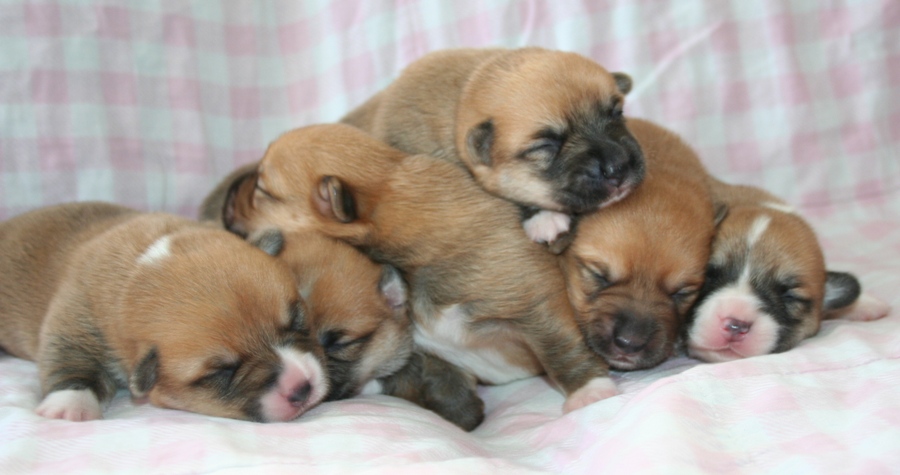 Puppies
